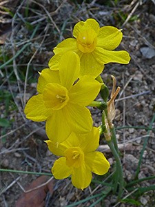 Common Jonquil3 - Narcissus jonquilla © John Muddeman
